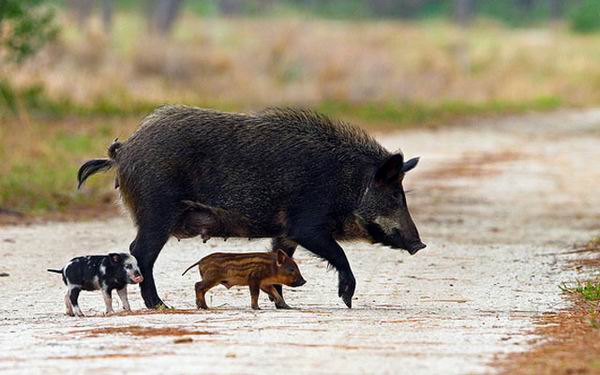 8 животных, которые угрожают наводнить всю планету 8 животных, которые угрожают наводнить всю планету