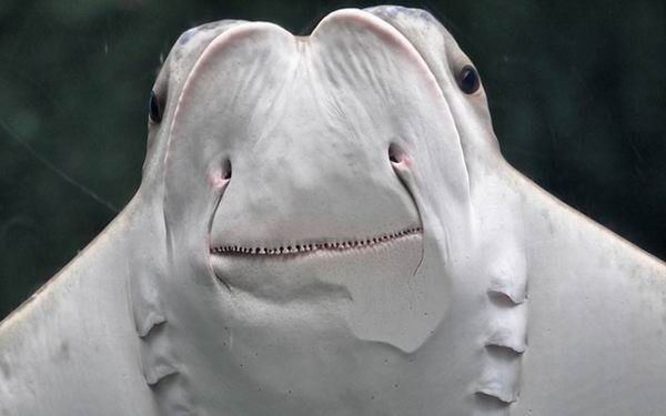 8 животных, которые угрожают наводнить всю планету 8 животных, которые угрожают наводнить всю планету