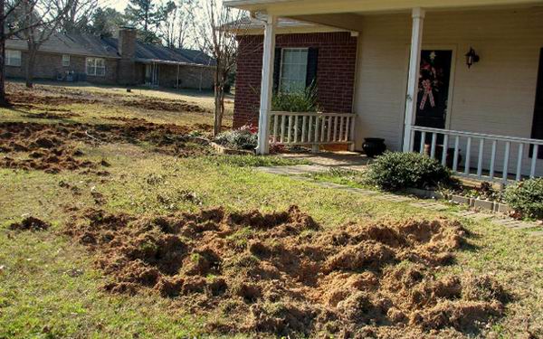 8 животных, которые угрожают наводнить всю планету 8 животных, которые угрожают наводнить всю планету