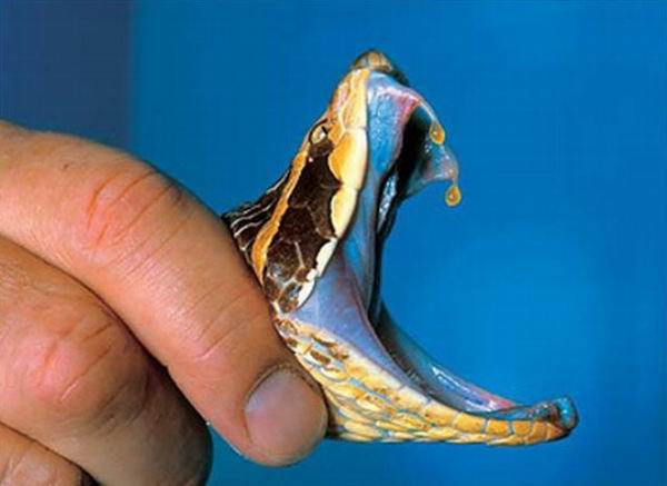 10 ядов, которые спасают наши жизни