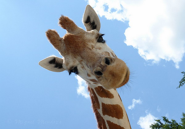 Любопытные и забавные факты о жирафах