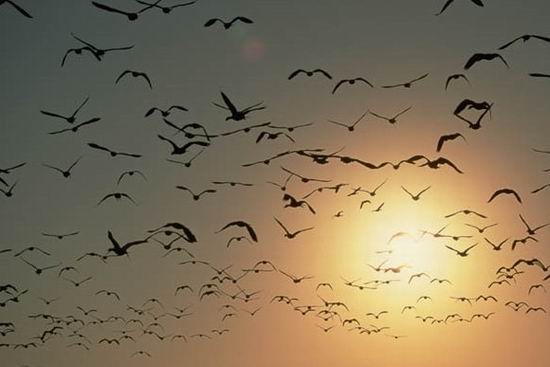 10 птиц, которых стоит опасаться