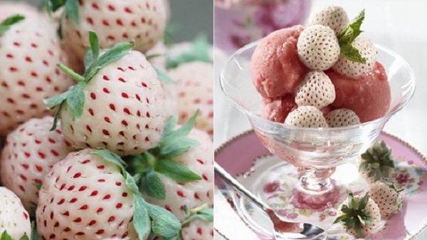 Ученые создали белую клубнику Ученые создали белую клубнику