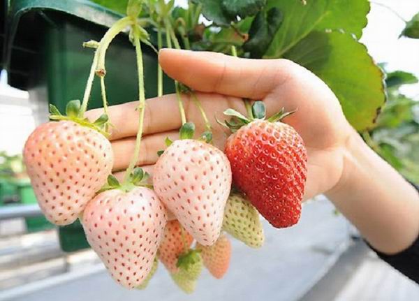 Ученые создали белую клубнику Ученые создали белую клубнику