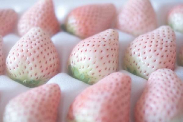 Ученые создали белую клубнику Ученые создали белую клубнику