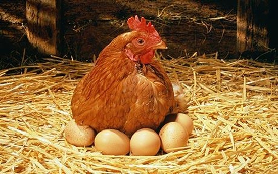 Почему яйца яйцеобразной формы?