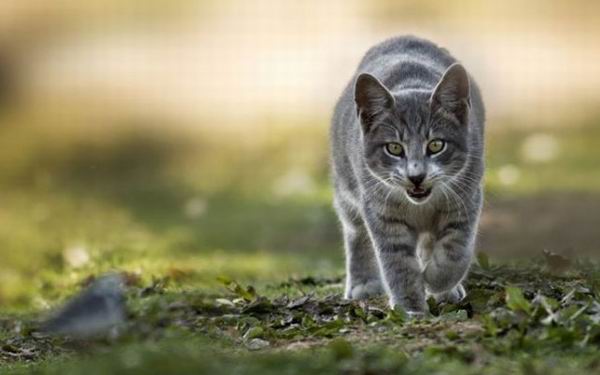 Ваша кошка – кровожадный убийца