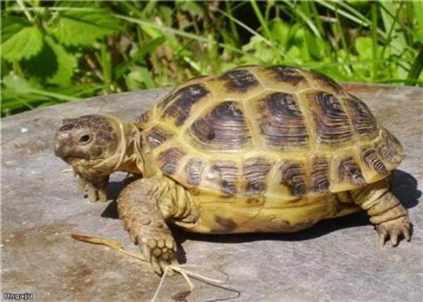 Британская семья пыталась вылечить керамическую черепаху