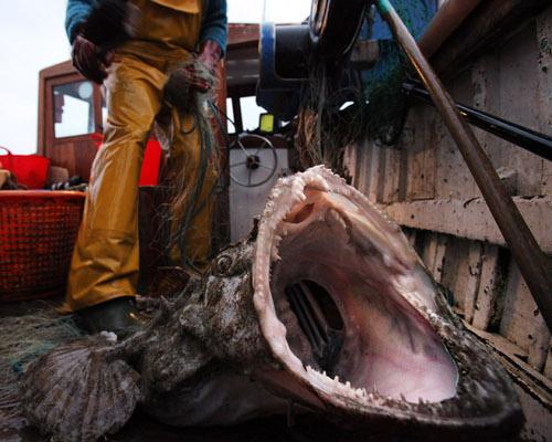 10 ужасных (но на удивление вкусных) животных