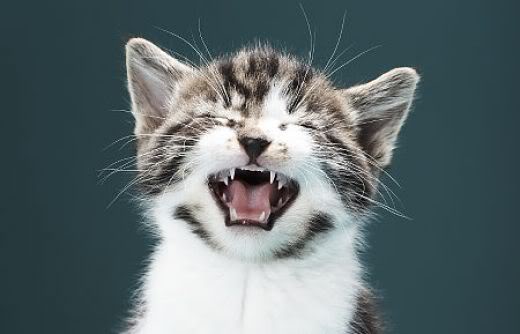 Почему у кошки шероховатый язык?