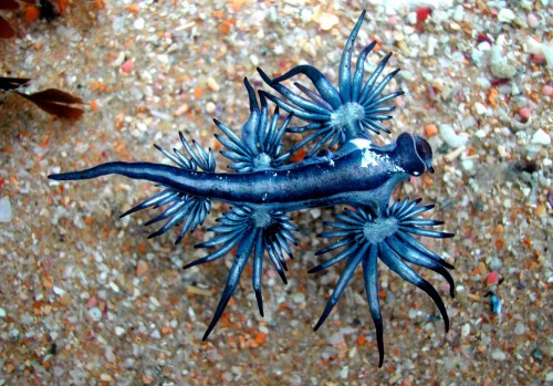 Голубой дракон (Glaucus atlanticus) Голубой дракон (Glaucus atlanticus)