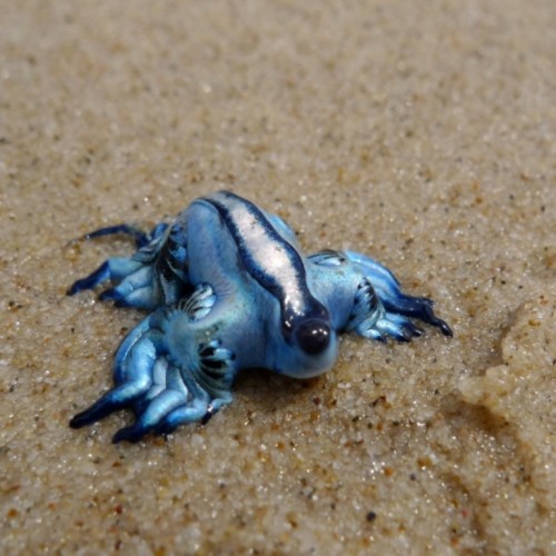Голубой дракон (Glaucus atlanticus) Голубой дракон (Glaucus atlanticus)