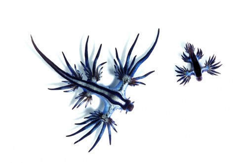 Голубой дракон (Glaucus atlanticus)