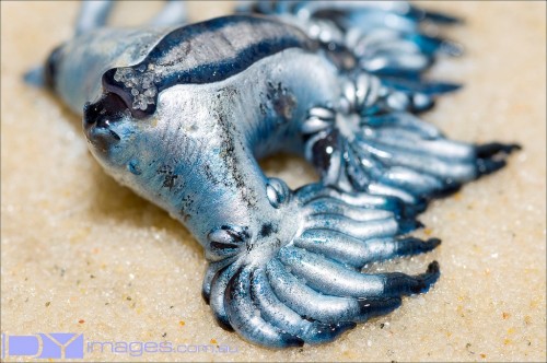 Голубой дракон (Glaucus atlanticus) Голубой дракон (Glaucus atlanticus)