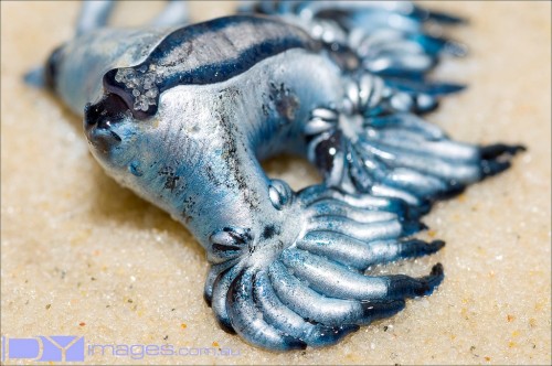 Голубой дракон (Glaucus atlanticus)