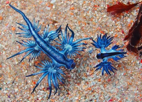 Голубой дракон (Glaucus atlanticus) Голубой дракон (Glaucus atlanticus)