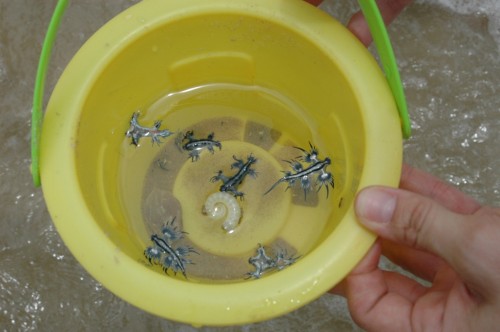 Голубой дракон (Glaucus atlanticus)