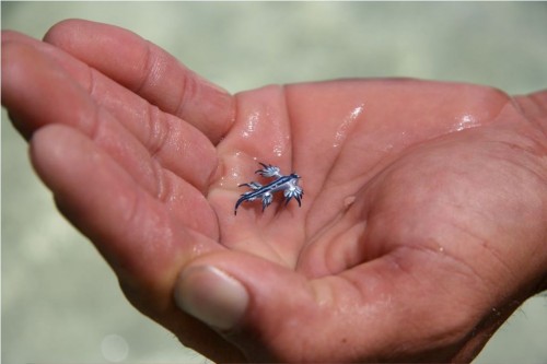 Голубой дракон (Glaucus atlanticus)