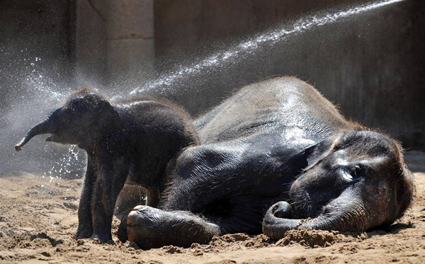 Победившие и проигравшие в борьбе с аномальной жарой