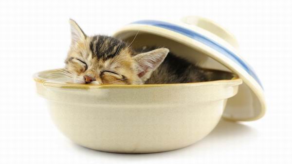 Ежегодно в Перу проходит фестиваль, на котором готовят кошек