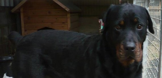 Топ-10 самых странных вещей, которые когда-либо были украдены Топ-10 самых странных вещей, которые когда-либо были украдены