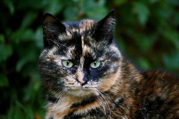 Цвет шерстки кошки расскажет о ее характере