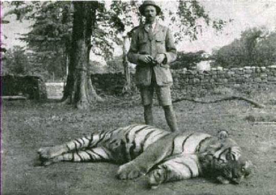 Самый известный тигр в мире — Чампаватская тигрица, убившая 436 человек