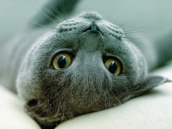 Кошки перенимают привычки хозяев Кошки перенимают привычки хозяев