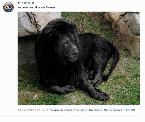 10 популярных небылиц 2012 года