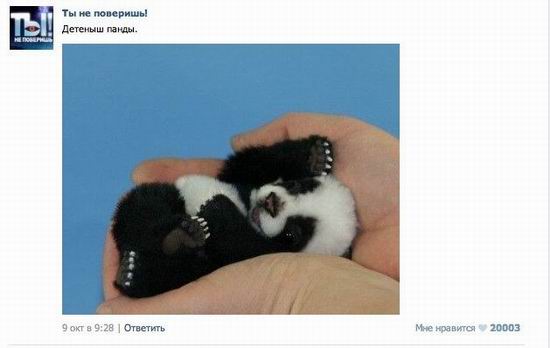 10 популярных небылиц 2012 года