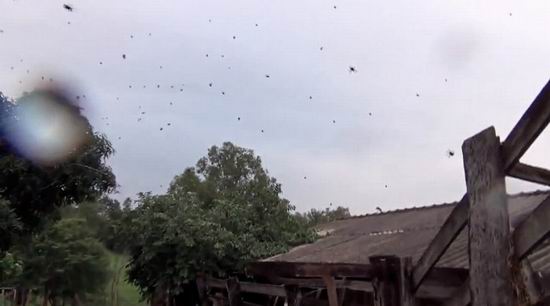На Бразилию «пролился» дождь из пауков (фото, видео)