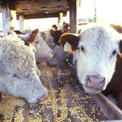 18 самых отвратительных пищевых ингредиентов 18 самых отвратительных пищевых ингредиентов