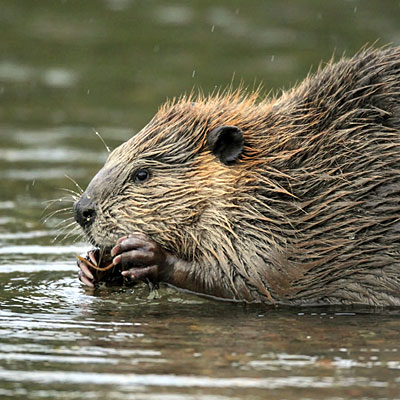 18 самых отвратительных пищевых ингредиентов 18 самых отвратительных пищевых ингредиентов