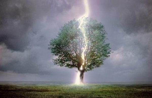 В какие деревья чаще ударяет молния?