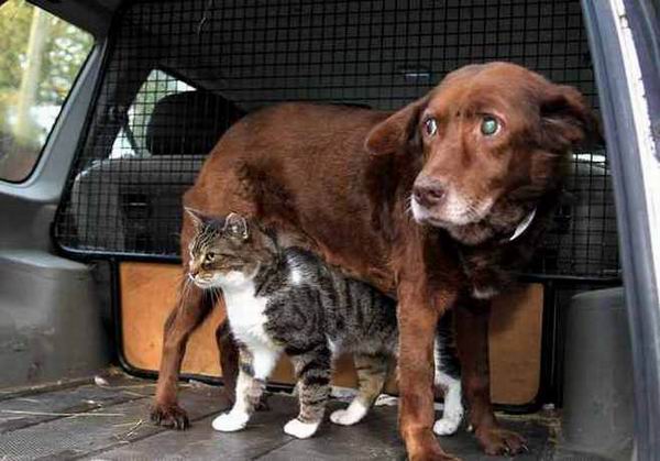 Кот стал поводырем для слепого пса Кот стал поводырем для слепого пса