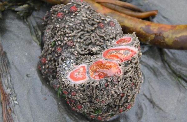 Pyura chilensis — «кровоточащий камень» с морского дна Pyura chilensis — «кровоточащий камень» с морского дна
