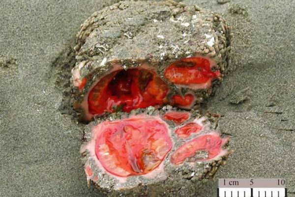 Pyura chilensis — «кровоточащий камень» с морского дна Pyura chilensis — «кровоточащий камень» с морского дна