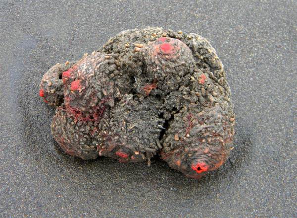 Pyura chilensis — «кровоточащий камень» с морского дна Pyura chilensis — «кровоточащий камень» с морского дна