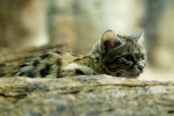 26 потрясающих пород кошек на грани исчезновения