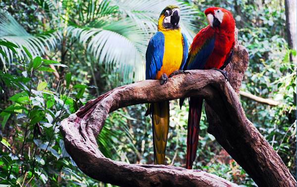 Интересные факты о тропических лесах Амазонки