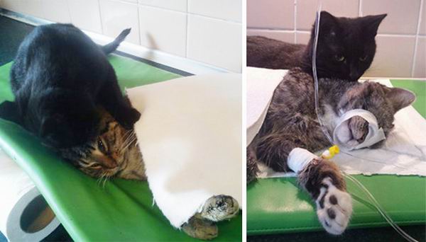 Сердобольный кот работает сиделкой в ветеринарной клинике